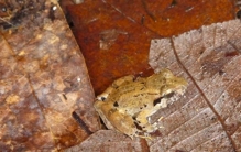 全球最小！生物学家发现尖牙蛙新物种Limnonectes phyllofolia