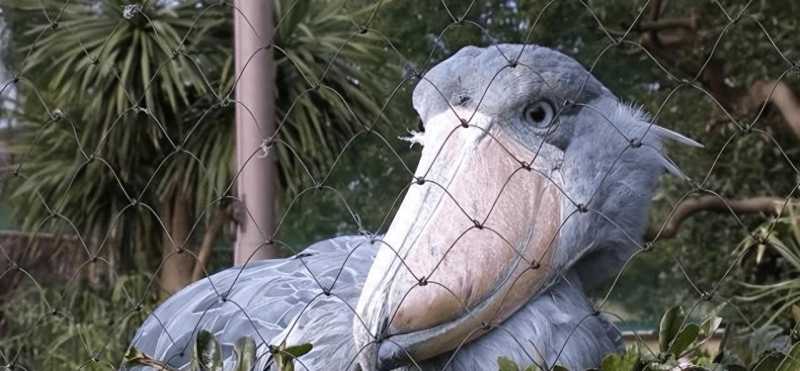 世界上最“作”的鸟，喜欢拔自己的羽毛送人，小鳄鱼也是它的猎物 