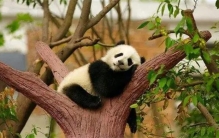 盘点世界上最可爱的9种动物是什么（大熊猫）