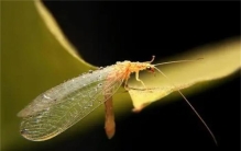 草蛉是怎样消灭蚜虫的?（吸食汁液）