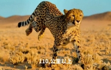 世界上跑得最快的动物是什么？#科普
