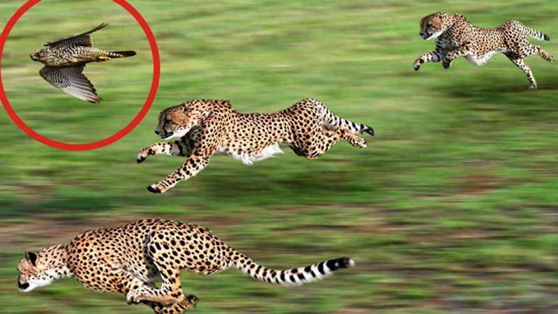揭秘地球上移动速度最快的动物，你能想象每秒飞行上百米吗？