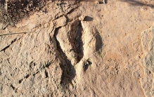 中国科学家发现世界最大恐爪龙类足迹