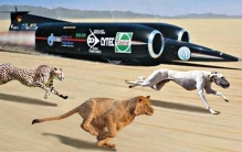 世界上速度最快的10种动物，猎豹只能排第七，第一名比高铁还快