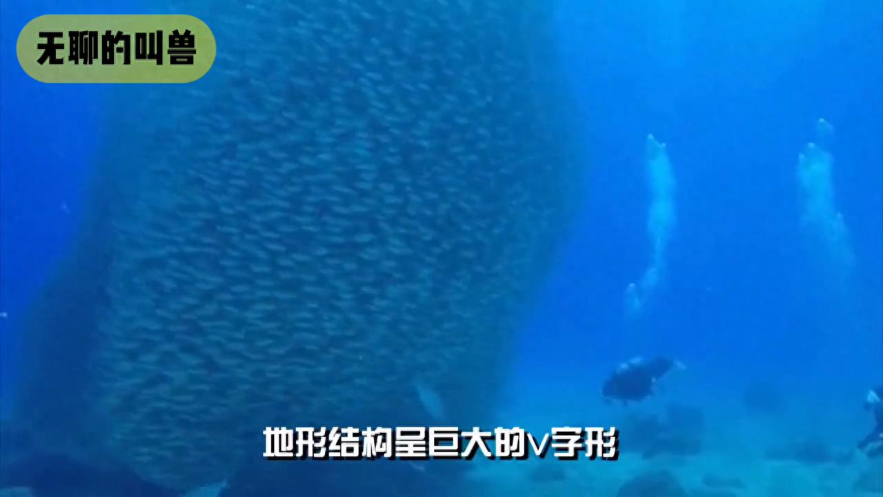 （第一集）揭秘地球最深处：马里亚纳海沟奇异生物“深海巨兽”