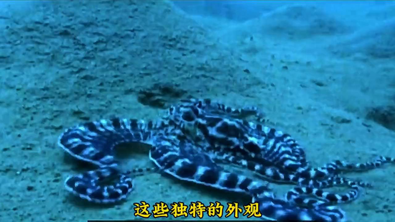 世界最大的章鱼现身，触手可达3米，还能在海底爬行游泳