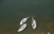 动物界奇闻！河马在河里排泄粪便，竟因此将成千上万的鱼儿憋死
