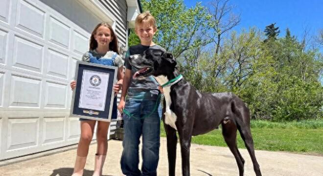 美国一只大丹犬身高近1米 破吉尼斯世界纪录