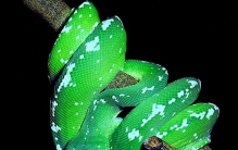 世界最贵蟒蛇长得有多美？一条身价350万！至今仍无法人工繁殖