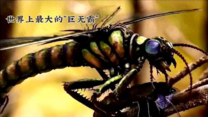 世界上最大的“巨无霸”昆虫，你认识几个？