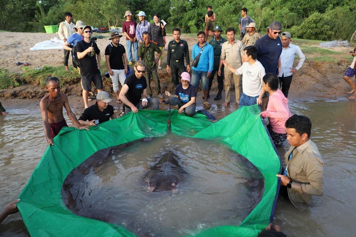 柬埔寨：发现全球最大淡水鱼重达300公斤！网友：中华鲟表示不服