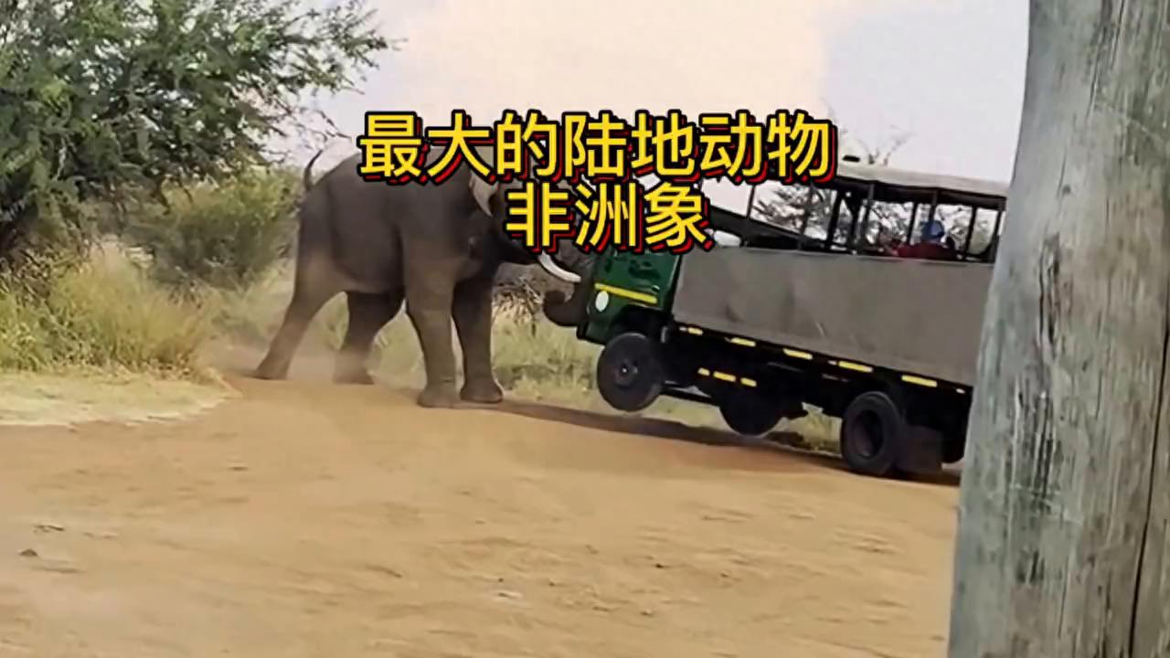 现在世界上最大的陆地动物非洲大象