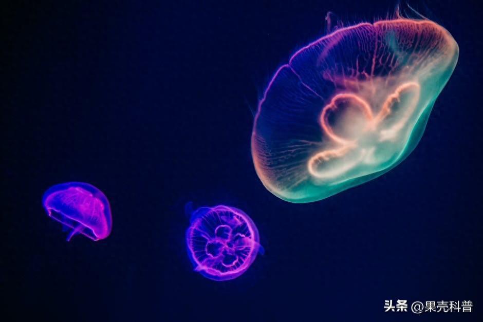 奇异深海生物揭秘：深海中的光之灯塔！