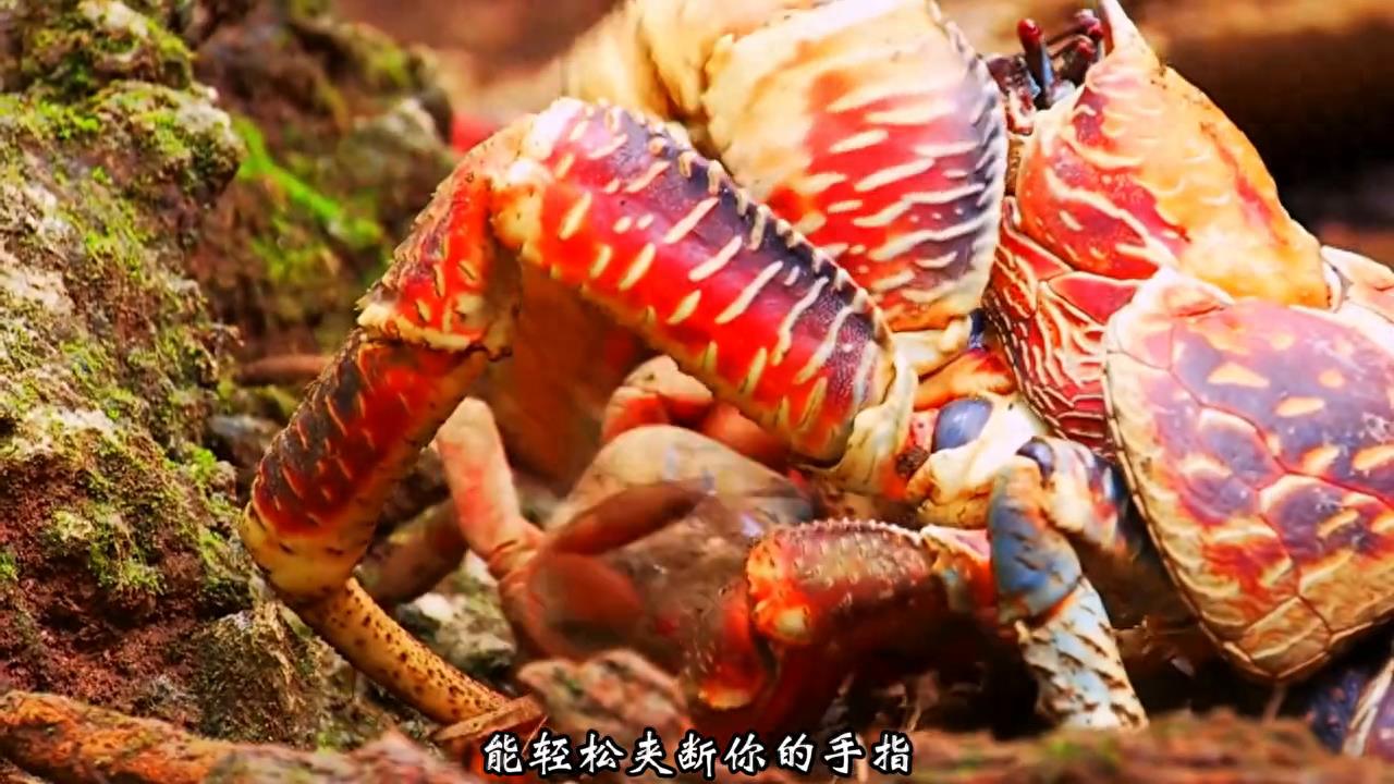 世界上最大的几种螃蟹，哪一个才是你心中的巨无霸？ #螃蟹