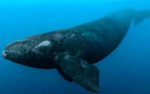 “全球仅发现7只”，这里发现世界上最稀有鲸鱼