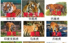 世界十大名虎，看看你见过哪些老虎？