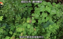 世界上最疼痛植物#金皮树