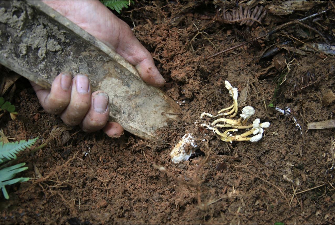 既是“动物”，又是“植物”，科学家从这种奇妙生物中发现了冻龄的密钥