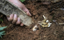 既是“动物”，又是“植物”，科学家从这种奇妙生物中发现了冻龄的密钥