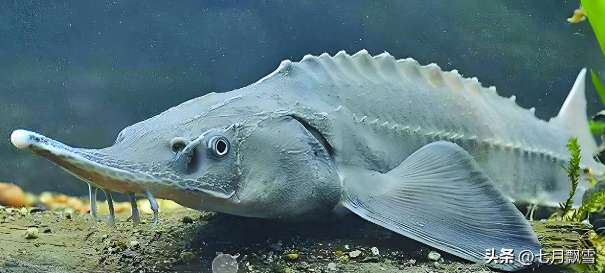 海洋深处的秘密：盘点最深处的十种奇异生物，绝对让你惊艳！