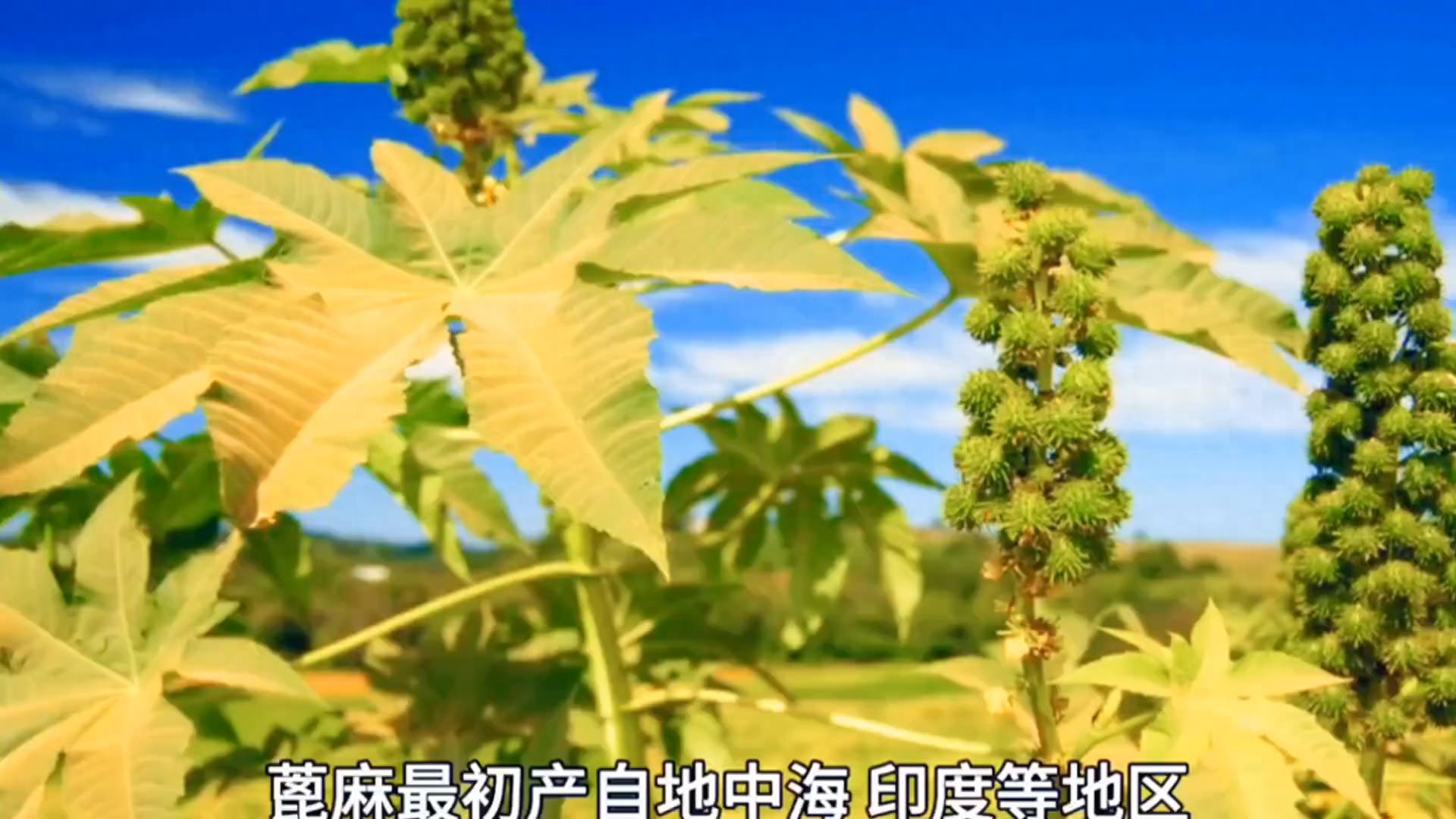 普通植物中最具毒性的品种——蓖麻