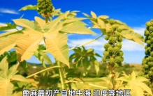 普通植物中最具毒性的品种——蓖麻