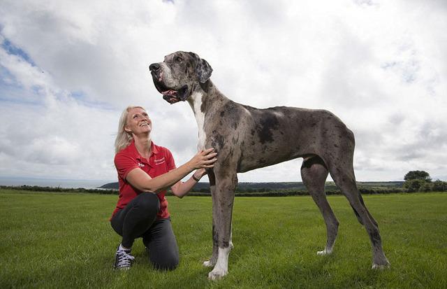 英国大丹犬后腿直立超2米 或为世界最高狗